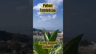 SEJUK !! Asri lereng Gunung Sumbing