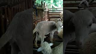 ciri kambing dara hamil 1 bulan /  Kambing Dara Bawa anak #shorts