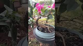 BOUGENVILLE BONSAI