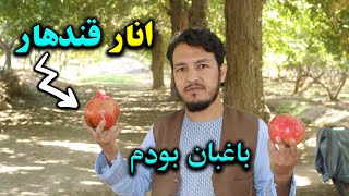 باغبان انار در قندهار بودم، انارچینی در ولایت که بنام خزانه انار مشهور است#کیهان، زندگی در قندهار