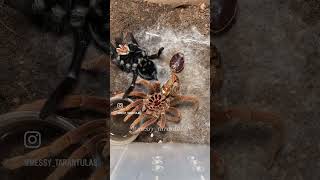 0.1 Pamphobeteus insignis Colombia moulting