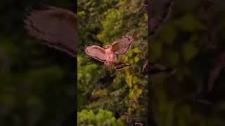 burung elang merah menyabar mangsa