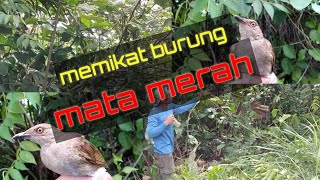 MEMIKAT BURUNG SI MATA MERAH