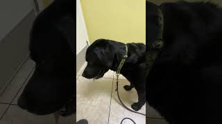 Dog Listening at Door!  #shorts #short #dog #dogs #funnyvideo #doglover #funnydogs