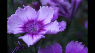 Garden flowers