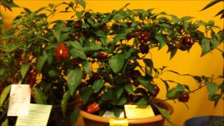 How to grow hot peppers part 15 Plant profile: Takanotsume wins 3rd place at the Minnesota state fai