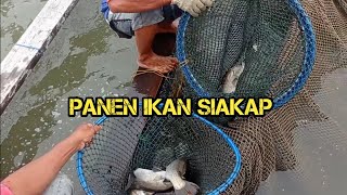 seru lihat panen IKAN SIAKAP || di tempat budidaya siakap belawan || Ikan baramundi || Pla kapong