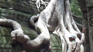 Tomraider Movie Taprohm Temples in Siem Reap