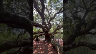 Angel Oak Tree #shorts #southcarolina #summer #tree #oaktree #america #country