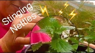 Stinging Nettle * Wild Edible Plants in My Backyard Series * Organically Ann