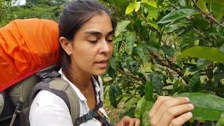 Guanabana - Diários da agrofloresta