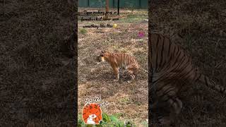 #tiger #funnyvideos #tigerenjoying #youtubeshorts  #banargattanationalpark #funnytigervideo