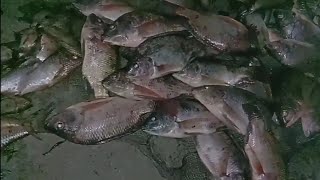 Ikan nila mamuju