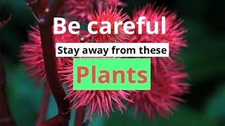 Dangerous Plants - you must know. #plants #poison #poisonousplants ##dangerousplants #placestovisit