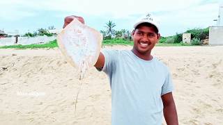 Stingray fish in seashore//fishing