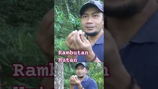 BUAH KEMUNYUK RAMBUTAN HUTAN