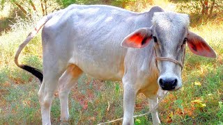 بقرة تأكل العشب مع طفل صغير وعائلة كبيرة😱#cow Cow Eating The Grass With Baby 🐥