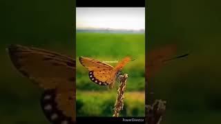 beautiful nature with cute insects#shorts#nature#viral#insects#wildlife#wildlifephotography