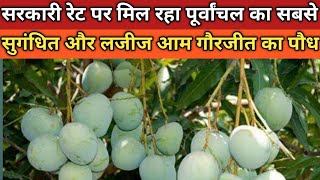 पूर्वांचल के सबसे चर्चित, लजीज, और सुगंधित आम गौरजीत के 🌵 पौधे Gaurjeet mango 🥭 Plant