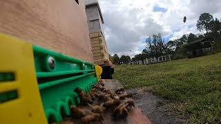 bee landing board