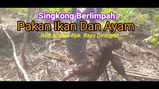 Panen Berlimpah Singkong Hasil Pupuk Pembenah Tanah Ala Pak Bayu Diningrat