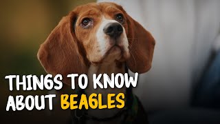 10 Important Factors To Consider Before Getting A Beagle