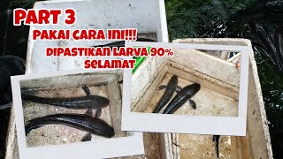 CARA MELEPASKAN LARVA KE KOLAM, DIPASTIKAN TERJAMIN SUPER TERAMAN!!! LARVA SELAMAT?!!