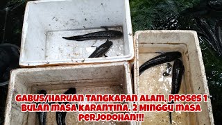 GABUS/HARUAN PROSES 1 BULAN MASA KARANTINA, 1 MINGGU MASA PERJODOHAN. DAPAT 4 PASANG?!!