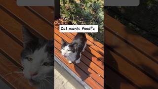 Cat MEOWs for FOOD! 😮 #straycat