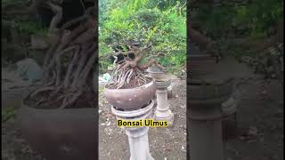 Bonsai Ulmus #bonsai #bonsaiulmus #bonsaijuara #bonsaiindonesia