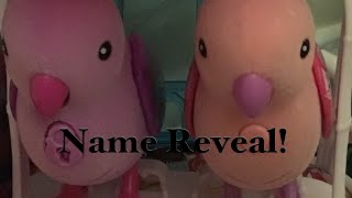 Name Reveal For Our Two Parakeets!