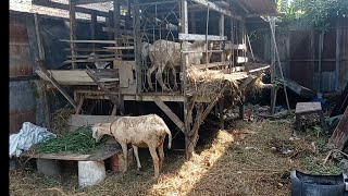 Kambing kampung || Angon Kambing Kampung || kambing kandang