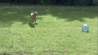 Sharpei Ray and his teddy