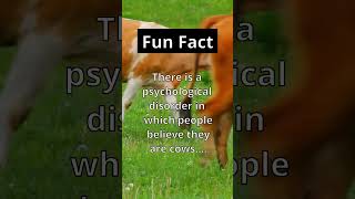 Fun Fact: 🐮🧔🏻‍♂️ Thats a Moostake. 😏 #shorts #nature #viral #facts #funny