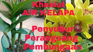 Khasiat Nyata AIR KELAPA Menyuburkan,Merangsang Pembungaan/Real Benefit Of Coconut Water