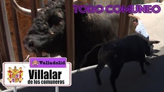 Toro Comunero Villalar Ganadería de Ozcoz