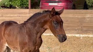 filly by Bon Couer - Fürstenball *2024, one month on video, Oldenburg, dressage