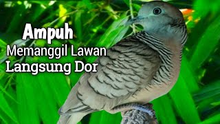 Pancingan Perkutut Sekali Putar 100% Nyaut Ribut