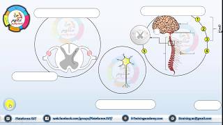 مكونات || الجهاز العصبي - النخاع الشوكي - العصب - الخلية العصبية - السينابس