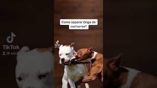 Como separar briga de cachorro? Entenda.   #caioadestrador #crdog #adestramento #cachorro #shorts