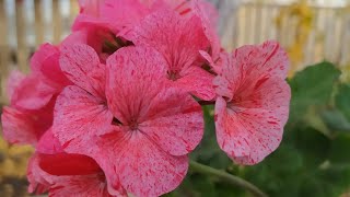 Пеларгония из семян Руби Рейн  #flowers #pelargonium #пеларгония