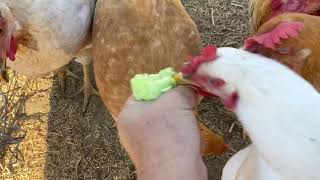 Hand Feeding Chickens In Hopes To Have Nicer Roosters