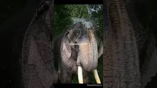 #elephant#nature#wildlife#viral#shorts#trending