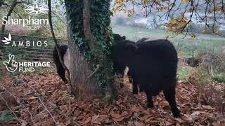 Cows come home to rewilding on The Sharpham Estate