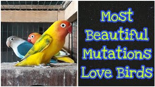 Love Birds Business In Pakistan | Love Bird Price |  Khan Birds Collection EP 12