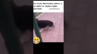 #юмор #memes #прикол #цветы #мемы #мем #жиза #cat #растения