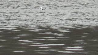 Long-tailed Duck with Lesser Scaup