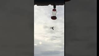 Hummingbird near Fort Stockton