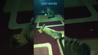 crazy cat #cat #catbreed #fyp #viralshorts #shorts #catbreed @YouTube #music #artist #newmusic