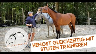 hengsttraining mit trickyHorse